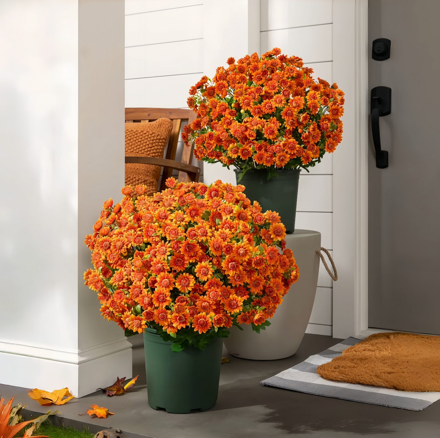 Éternelle Mums – Beauté Intemporelle en Toute Saison