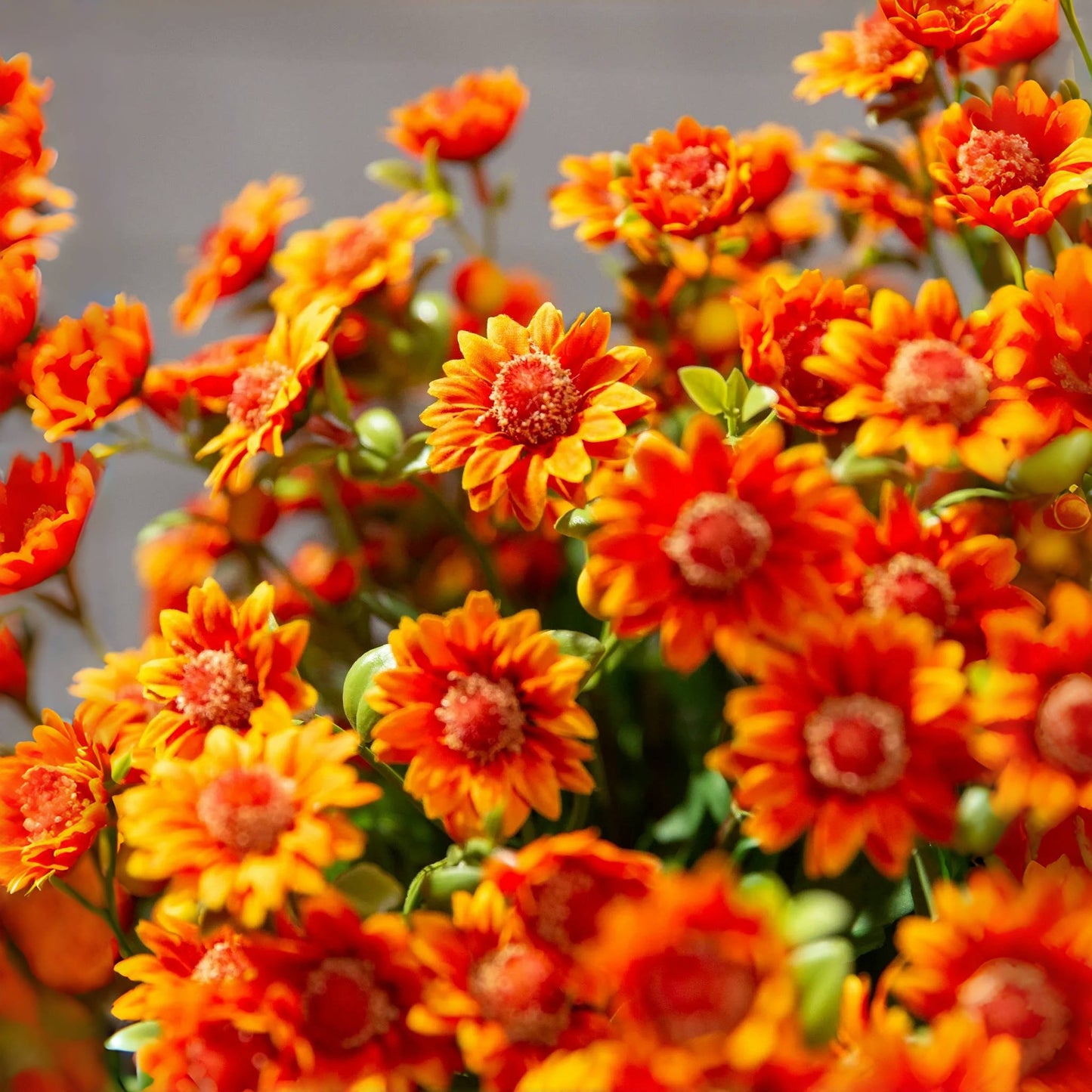 Éternelle Mums – Beauté Intemporelle en Toute Saison