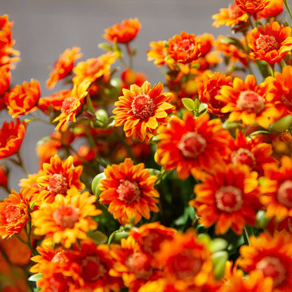 Éternelle Mums – Beauté Intemporelle en Toute Saison