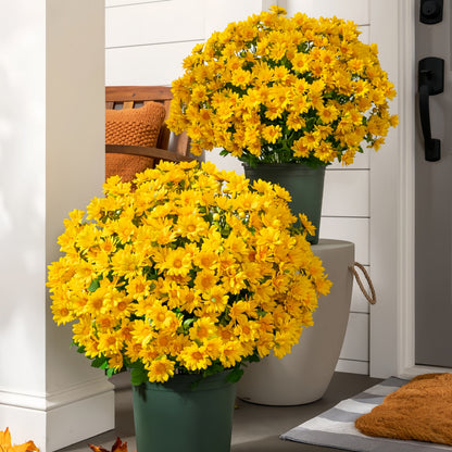 Éternelle Mums – Beauté Intemporelle en Toute Saison