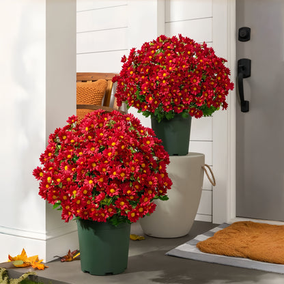 Éternelle Mums – Beauté Intemporelle en Toute Saison