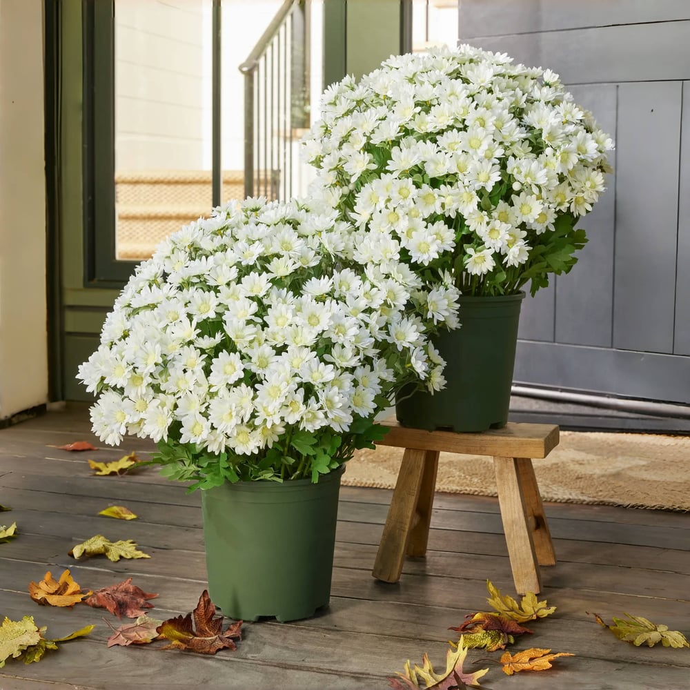 Éternelle Mums – Beauté Intemporelle en Toute Saison