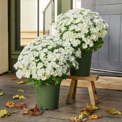 Éternelle Mums – Beauté Intemporelle en Toute Saison